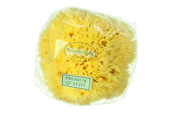 Honeycomb Sea Sponge 3.5 - 4"