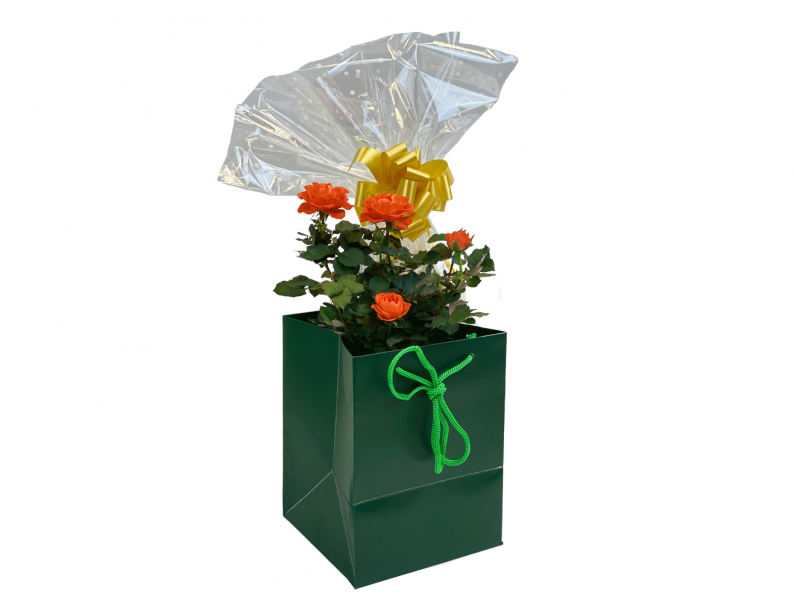 Pretty Mini Rose Flowering Plant in presentation gift wrap
